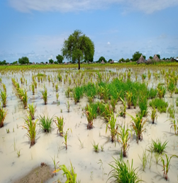 Irrigation field